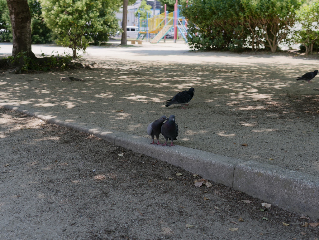 鳩ラブラブ