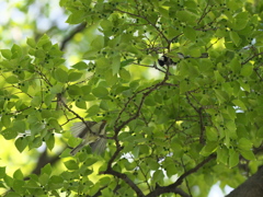 DSC00950