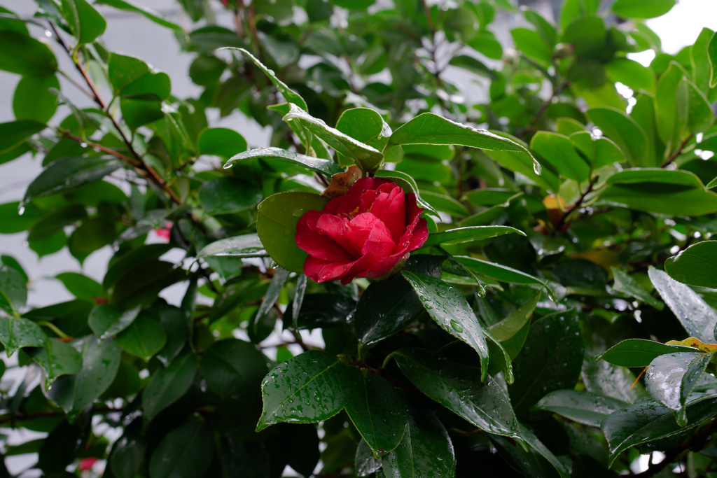 DSC01416_DxO