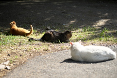 DSC00860