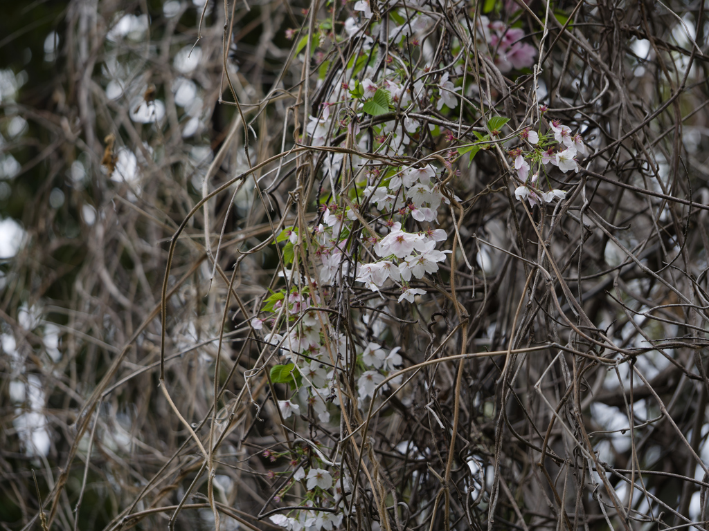 _G9P4616_DxO