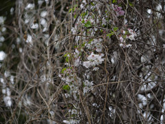 _G9P4616_DxO