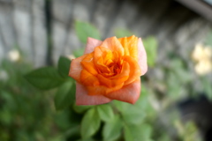 P1020041