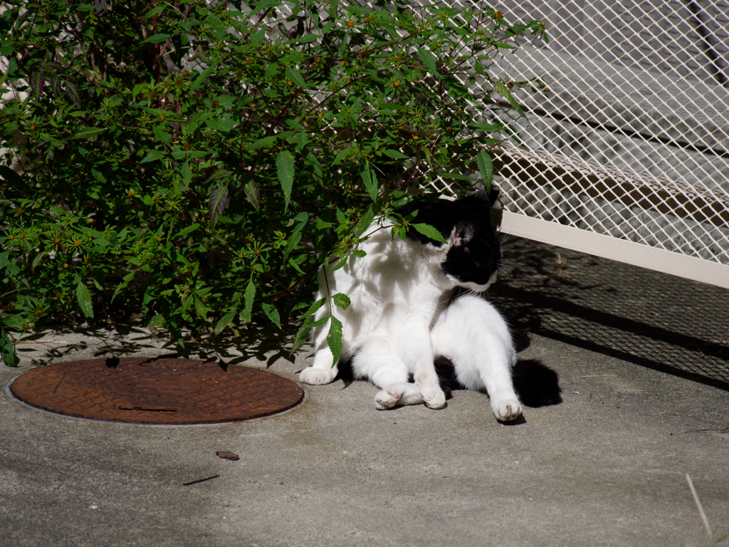 野良パンダ