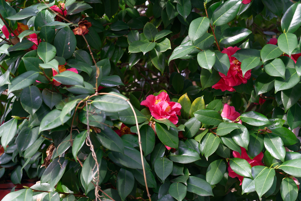 A7C01771_DxO