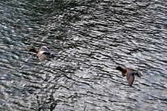 DSC04745_2