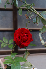 _A7C3014_DxO