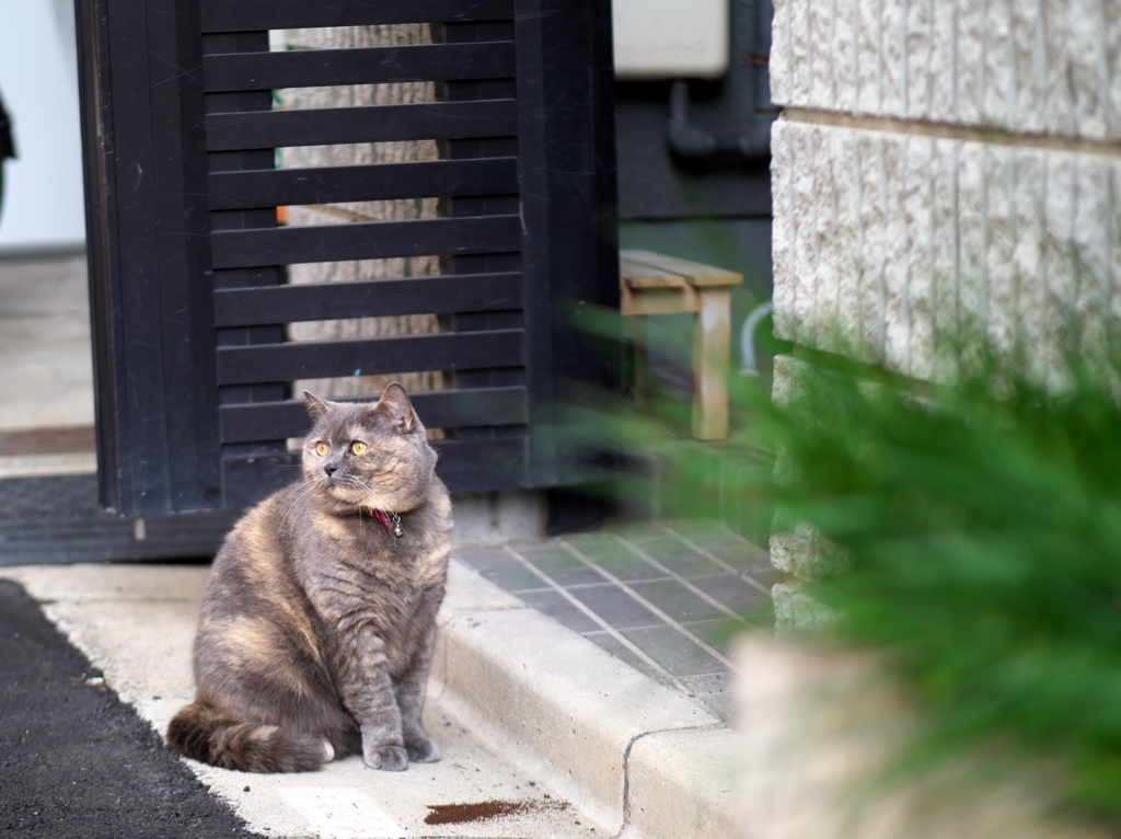 お隣？の猫