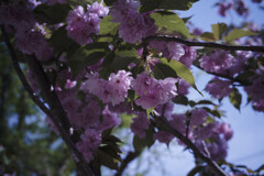 _7R32534_DxO