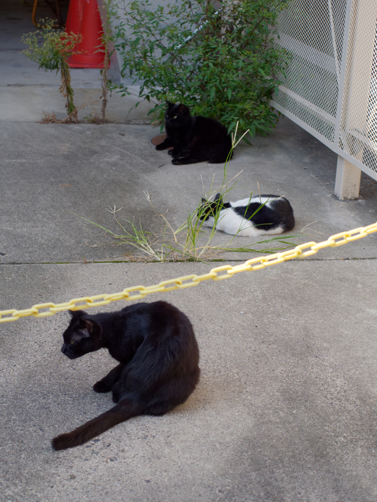 今日の猫