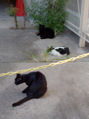 今日の猫
