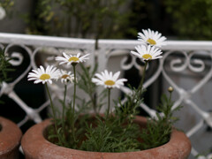_1040554_DxO