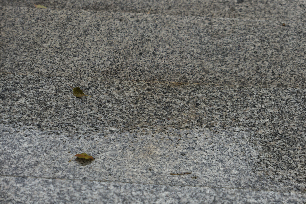 _1010469_DxO