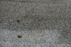 _1010469_DxO