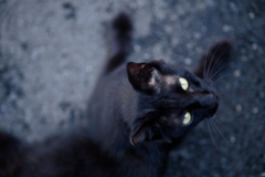 viltrox85mm F1.8