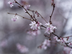 _1090238_DxO