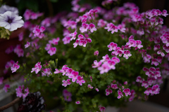 DSC06271