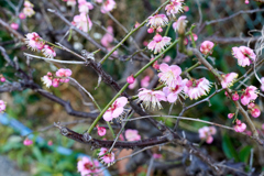 DSC00097_1