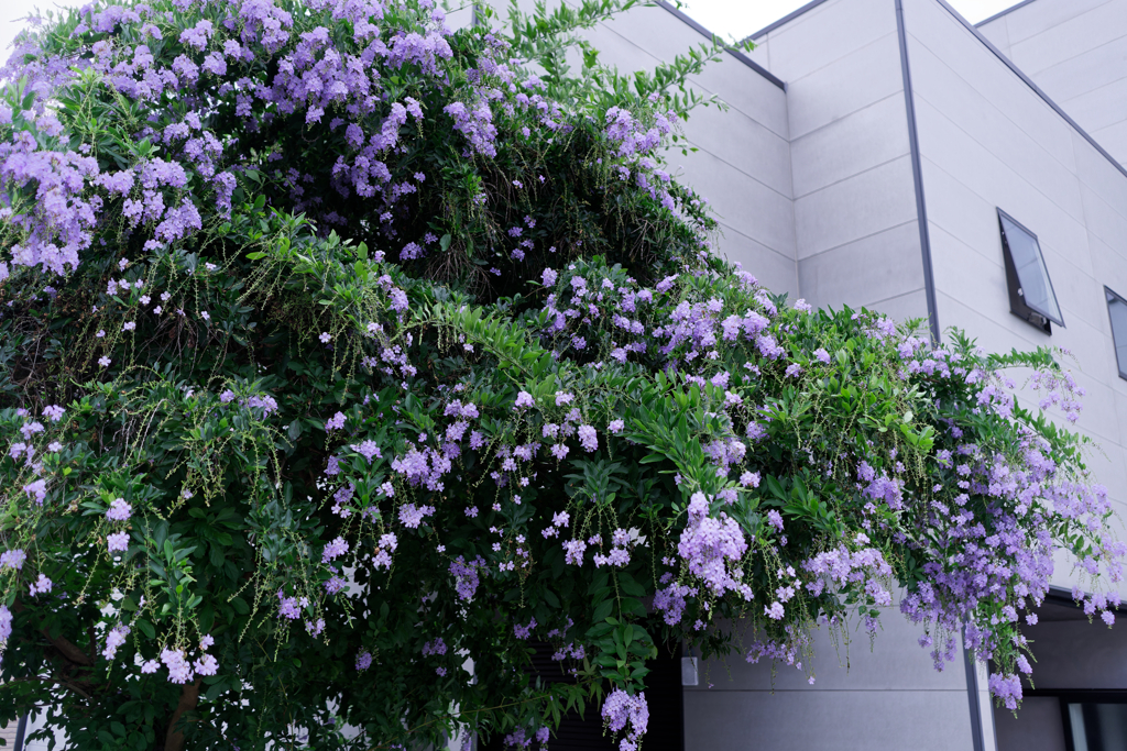 DSC09411_DxO