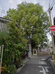 伸びすぎ