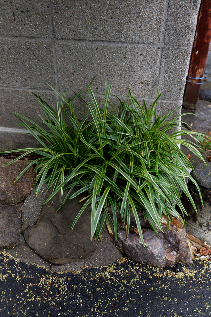A7C09998_DxO