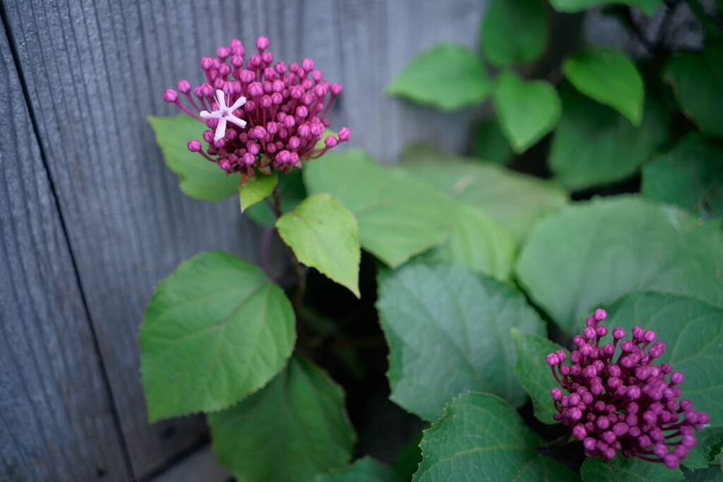 A7C09909_DxO