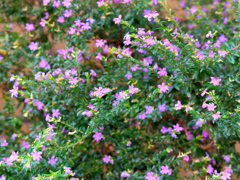 P1080982