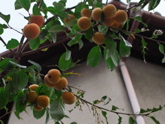 曇天