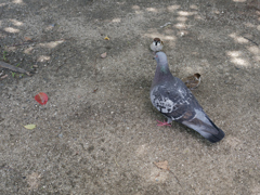 _1010046_DxO