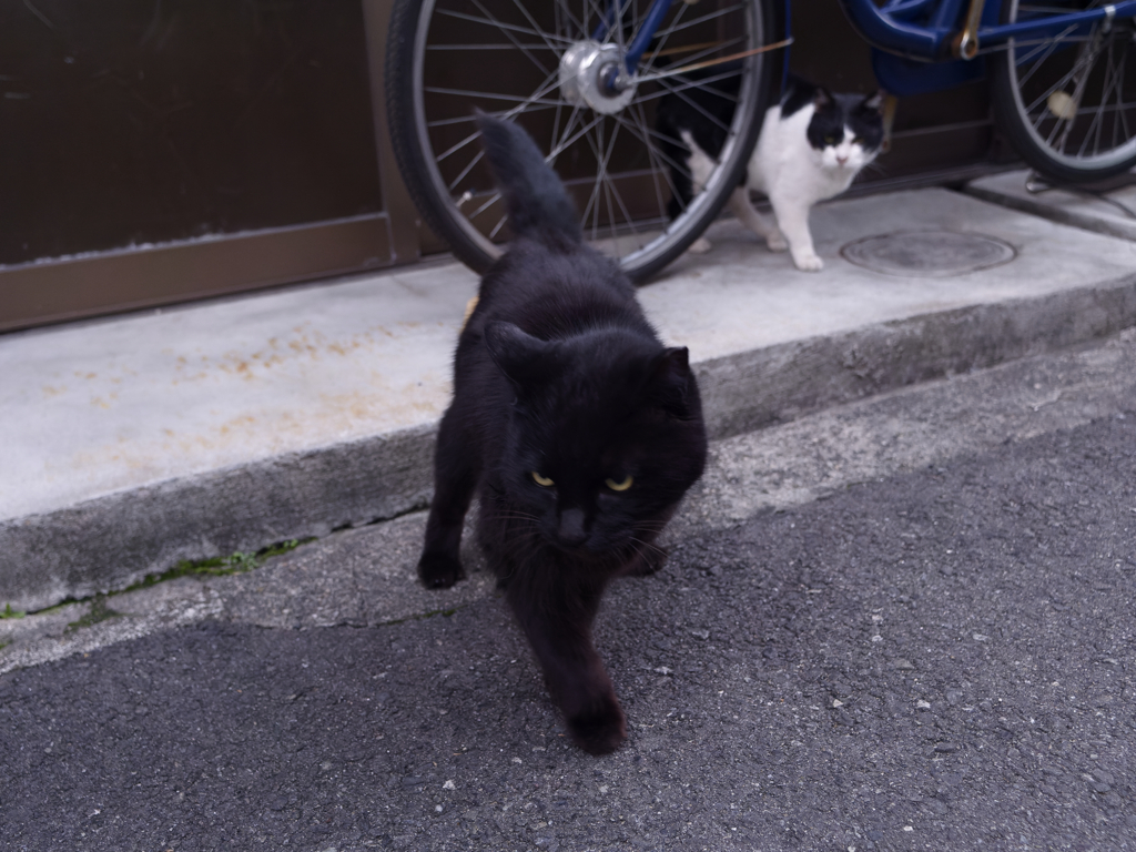猫は半分正義