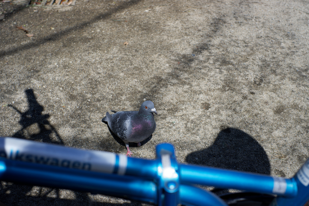 DSC01721_DxO