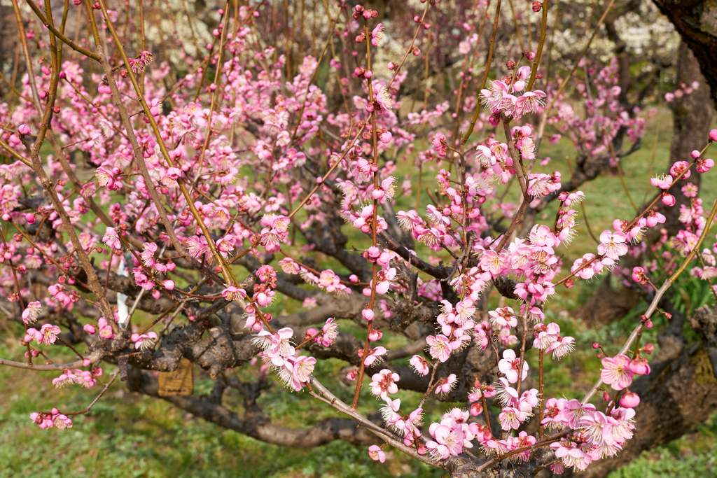 DSC00149_1
