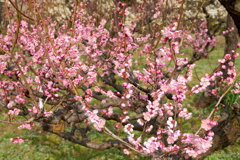 DSC00149_1