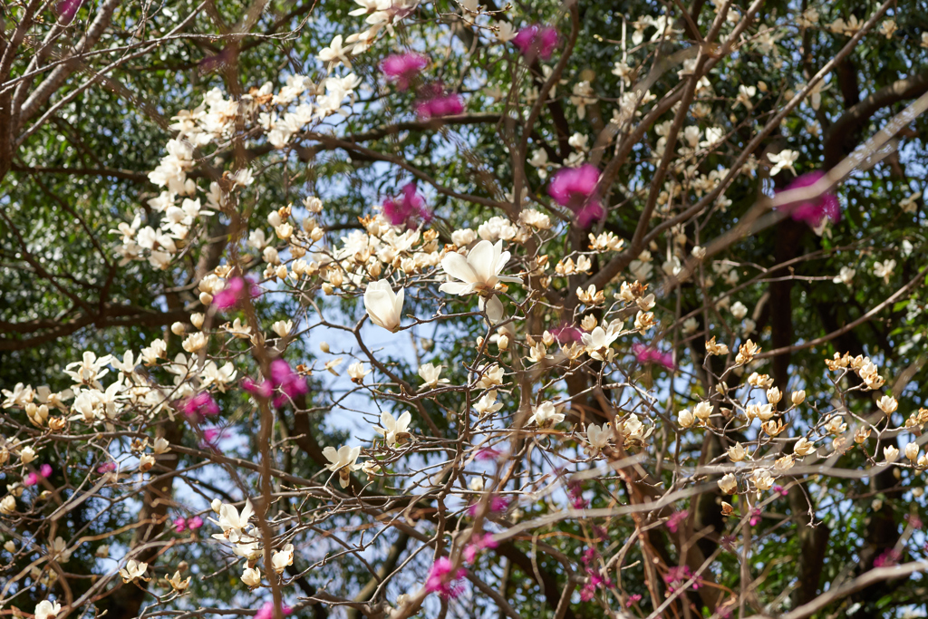 DSC00420_1