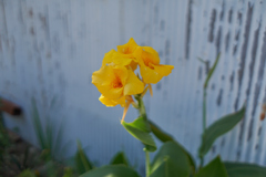 DSC07219