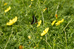 DSC03318b