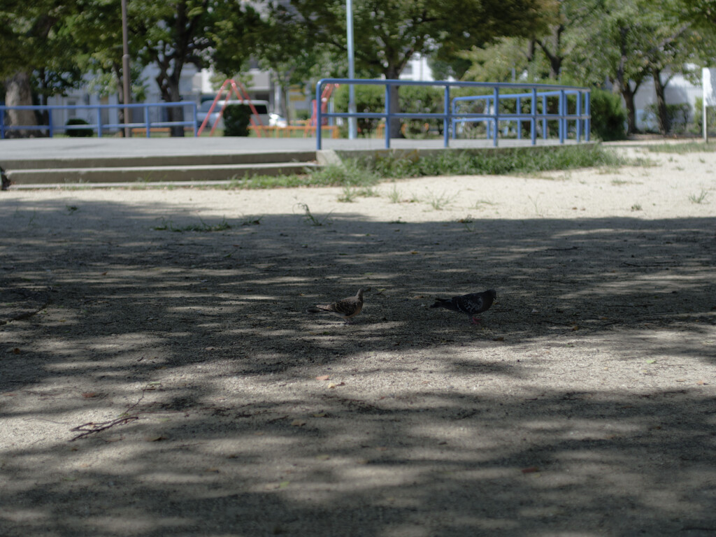 _1070038_DxO