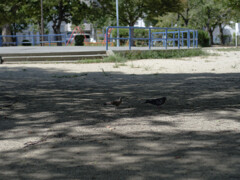 _1070038_DxO