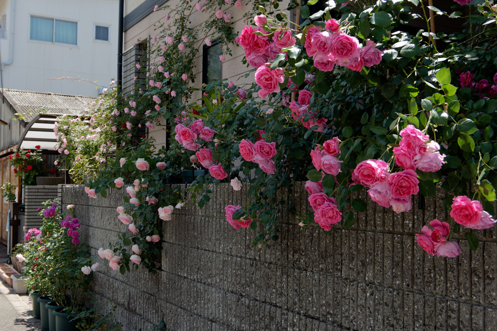 町の花