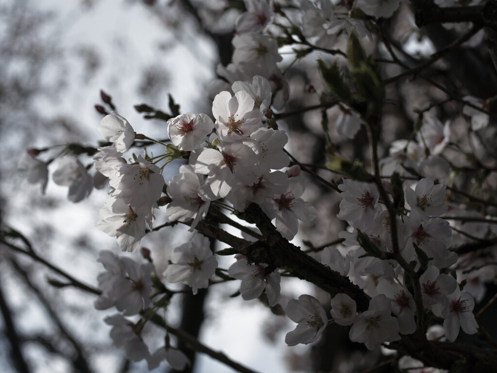 桜始まりました