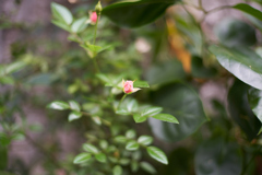 A7C00121