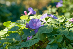 DSC03341b
