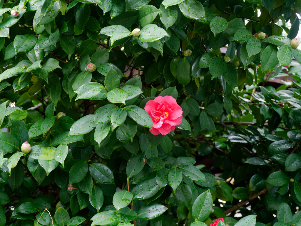 P1040963_DxO