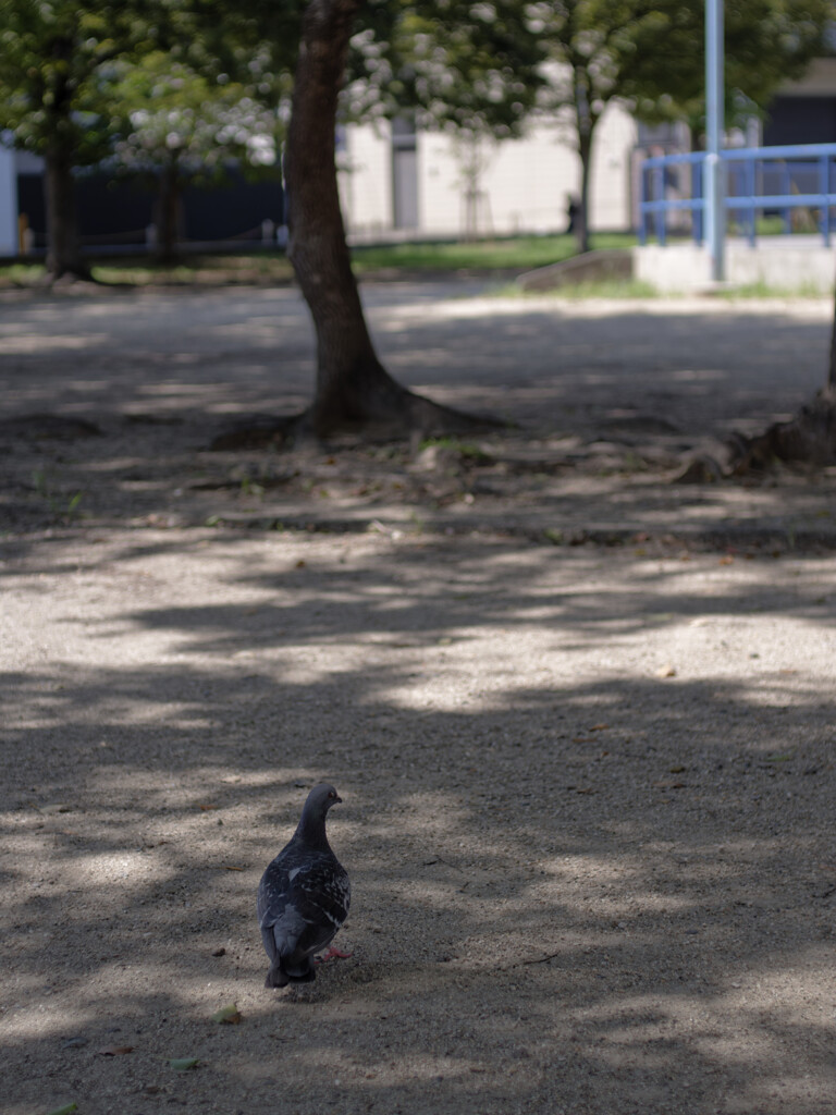 _1070035_DxO