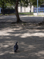 _1070035_DxO