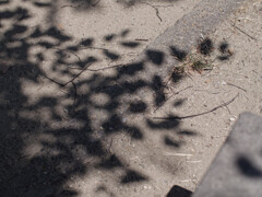 _1100182_DxO
