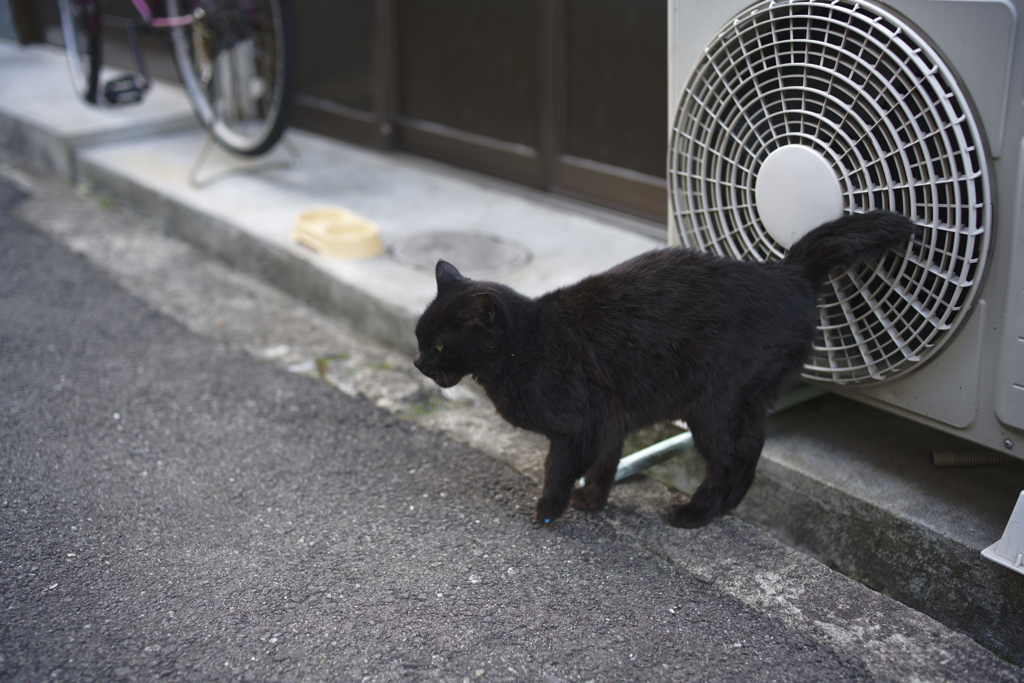_1025385_DxO