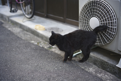 _1025385_DxO