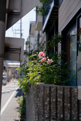 P1011966_DxO