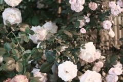 DSC00774